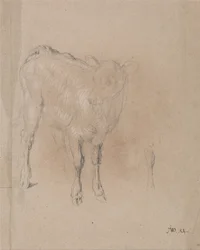 Studio di un vitello
